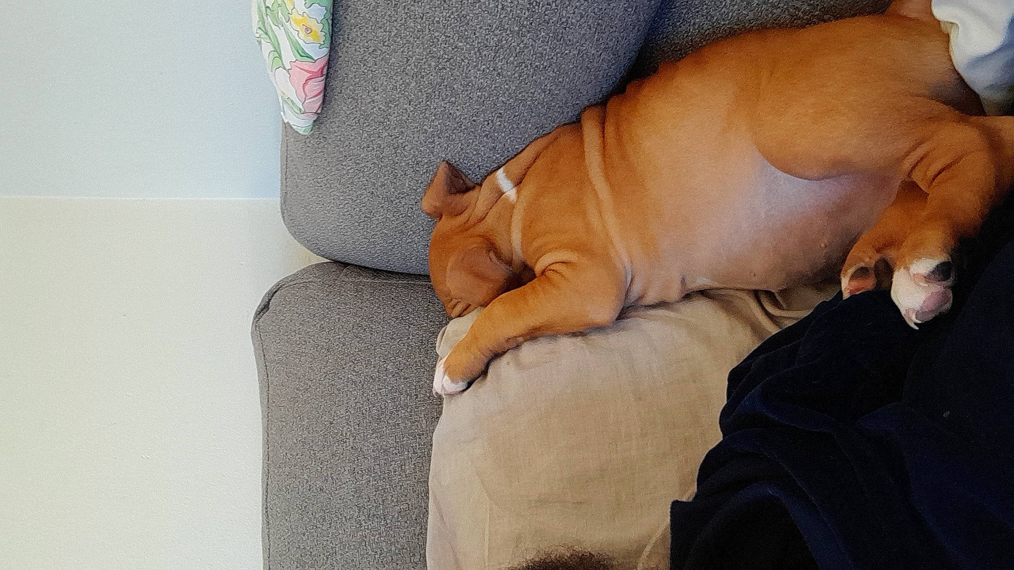 Titan participe au concours pour gagner de l'argent avec cette photo : canidae, carnivore, comfort, companion_dog, couch, dog, dog_breed, dog_supply, fawn, felidae, fur, hardwood, human_leg, linens, snout, sporting_group, terrestrial_animal, whiskers, wood, wrinkle