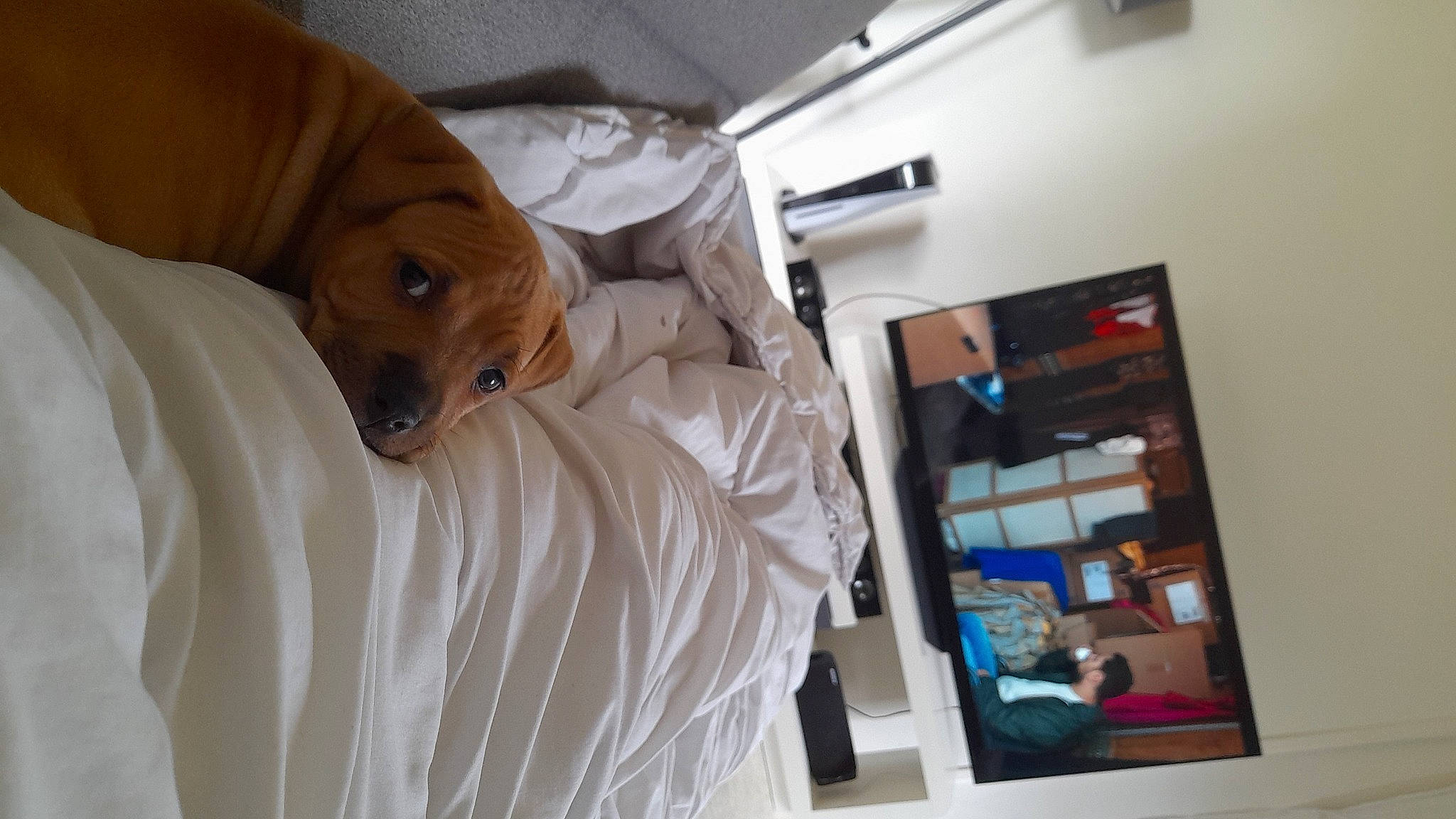 Titan participe au concours pour gagner de l'argent avec cette photo : bed, bed_sheet, bedding, bedroom, blanket, carnivore, comfort, companion_dog, dog, dog_breed, duvet, flooring, fur, hardwood, linens, pillow, room, whiskers, wood