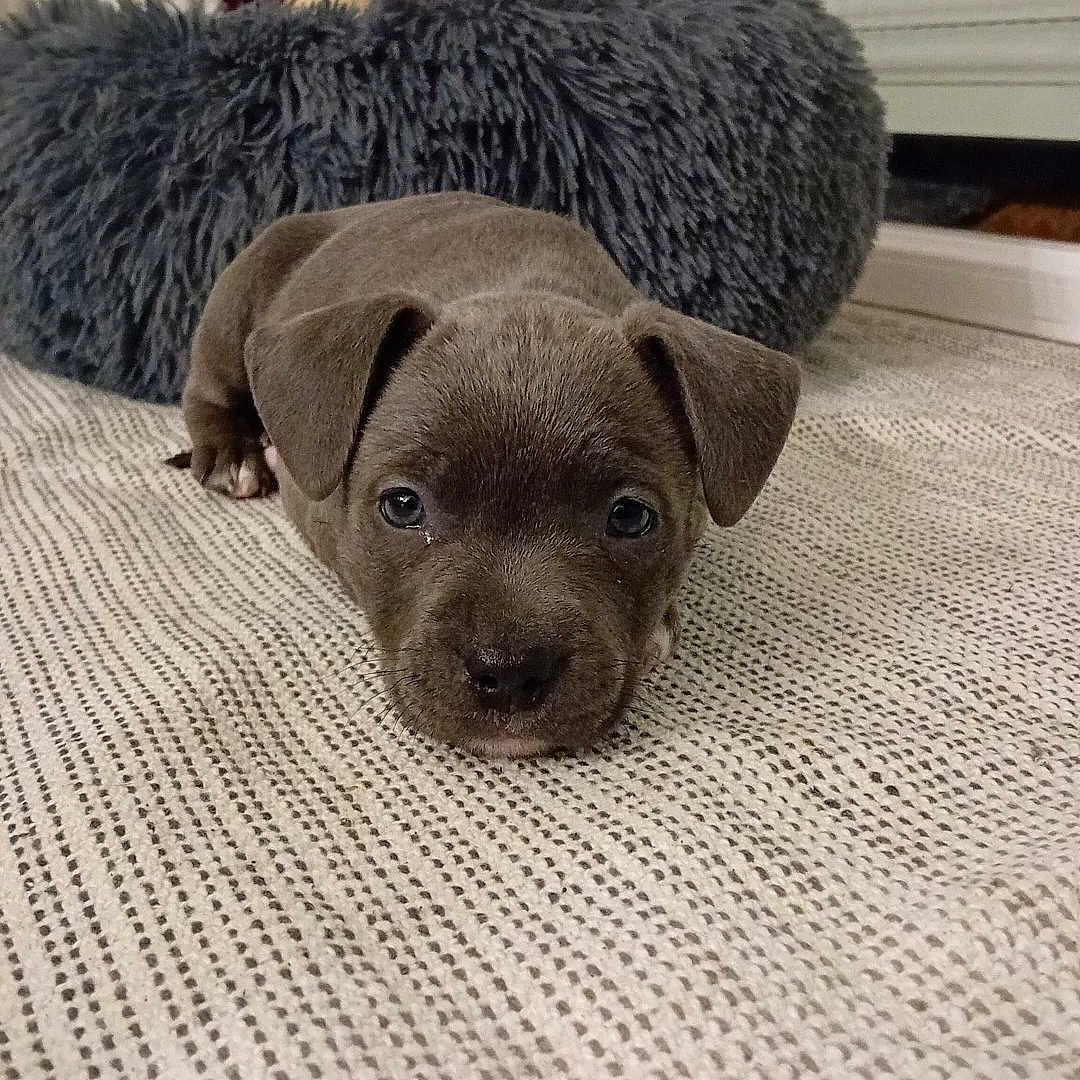 Mala a rejoint le concours — aidez-le/la à gagner de superbes lots ! animal, ball, bulldog, canine, couch, cushion, dog, furniture, homedecor, hound, indoors, labradorretriever, lamp, linen, pet, pitbull, puppy, snout, sport, tennis