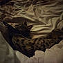 Shilo a rejoint le concours — aidez-le/la à gagner de superbes lots ! animal, bed, blanket, cat, comfort, cozy, domestic, feline, fur, indoor, mammal, peaceful, pet, quiet, relaxing, resting, sleeping, soft, striped, tabby