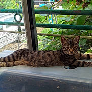Shilo participe au concours pour gagner de l'argent avec cette photo : cat, tabby_cat, animal, pet, window, glass, outdoor, greenery, leaf, car, vehicle, fence, metal_rail, plastic_surface, relaxed, stretched, curious, fur, nature, daylight