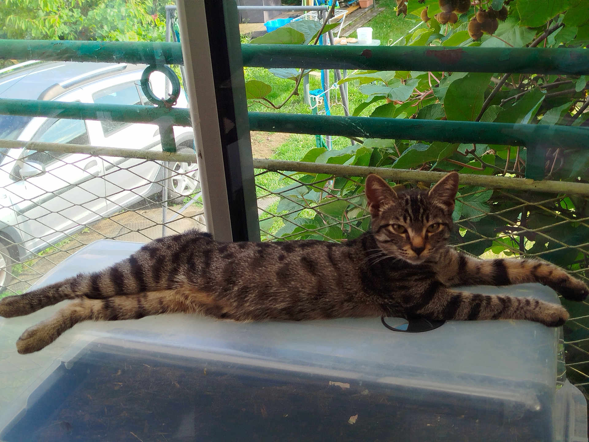 Shilo participe au concours pour gagner de l'argent avec cette photo : cat, tabby_cat, animal, pet, window, glass, outdoor, greenery, leaf, car, vehicle, fence, metal_rail, plastic_surface, relaxed, stretched, curious, fur, nature, daylight