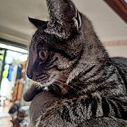 Shilo a rejoint le concours — aidez-le/la à gagner de superbes lots ! cat, tabby, close_up, indoor, feline, pet, fur, whiskers, ears, paw, soft_surface, side_profile, curious, animal, domestic, mammal, portrait, focus, background_blur, household