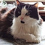 Domino a rejoint le concours — aidez-le/la à gagner de superbes lots ! animal, black_and_white, calm, cat, closeup, cute, domestic_cat, feline, fluffy, fur, indoor, long_hair, pet, portrait, relaxed, resting, soft_light, tablecloth, whiskers, window