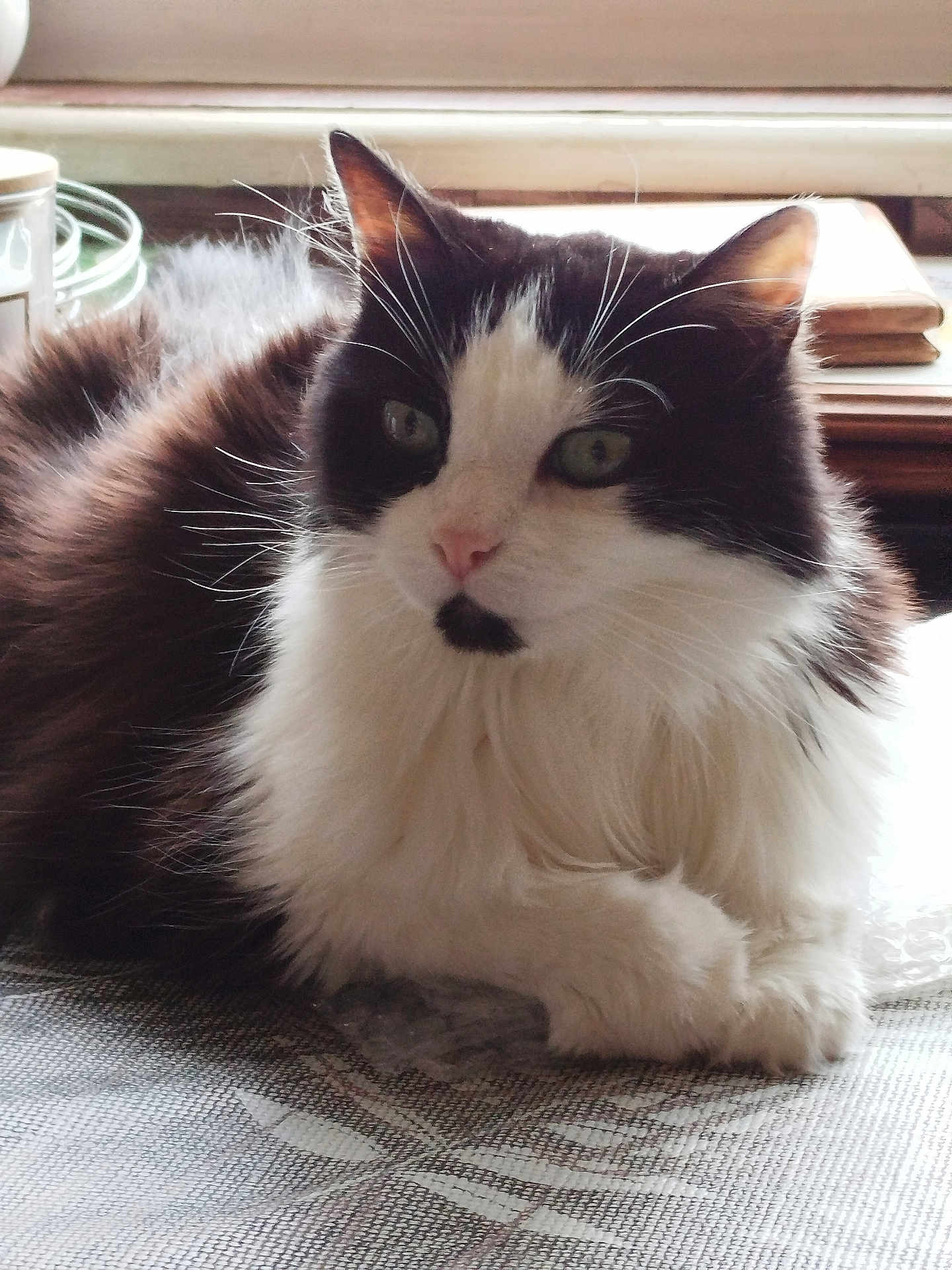 Domino a rejoint le concours — aidez-le/la à gagner de superbes lots ! cat, black_and_white, fluffy, long_hair, whiskers, window, indoor, resting, animal, pet, closeup, feline, cute, calm, soft_light, tablecloth, relaxed, portrait, domestic_cat, fur