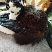 Domino a rejoint le concours — aidez-le/la à gagner de superbes lots ! animal, black_and_white_cat, blanket, cat, companion, cozy, cute, domestic_cat, feline, fluffy, fur, green_eyes, indoor, pet, pillow, relaxed, resting, sleeping_area, soft_texture, whiskers