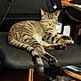 Yuri participe au concours pour gagner de l'argent avec cette photo : cat, tabby, sleeping, chair, office_chair, striped, tail, indoor, furniture, relaxed, pet, animal, cozy, black, resting, domestic_cat, paw, whiskers, eyes_closed, fur