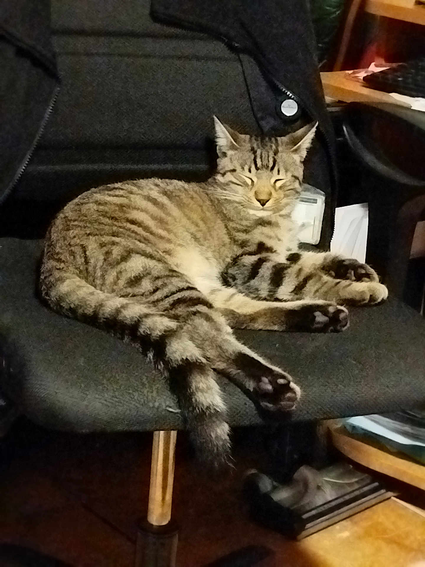 Yuri participe au concours pour gagner de l'argent avec cette photo : cat, tabby, sleeping, chair, office_chair, striped, tail, indoor, furniture, relaxed, pet, animal, cozy, black, resting, domestic_cat, paw, whiskers, eyes_closed, fur