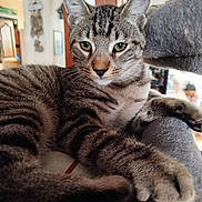 Yuri participe au concours pour gagner de l'argent avec cette photo : cat, tabby, pet, animal, feline, indoor, relaxed, fur, whiskers, ears, paw, perch, home, cozy, closeup, portrait, green_eyes, striped, mammal, cute