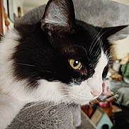 Bouchon a rejoint le concours — aidez-le/la à gagner de superbes lots ! animal, black_and_white, blurred_background, cat, close_up, cozy, domestic, ear, face, feline, fur, household, indoor, perch, pet, resting, soft, texture, whiskers, yellow_eyes