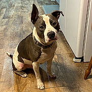 Rocky joined the competition — help win amazing prizes! animal, appliance, brown_and_white, cabinet, collar, companion, curious, cute, dog, domestic, ears_up, flooring, friendly, home, indoor, kitchen, pet, pitbull, sitting, wooden_floor