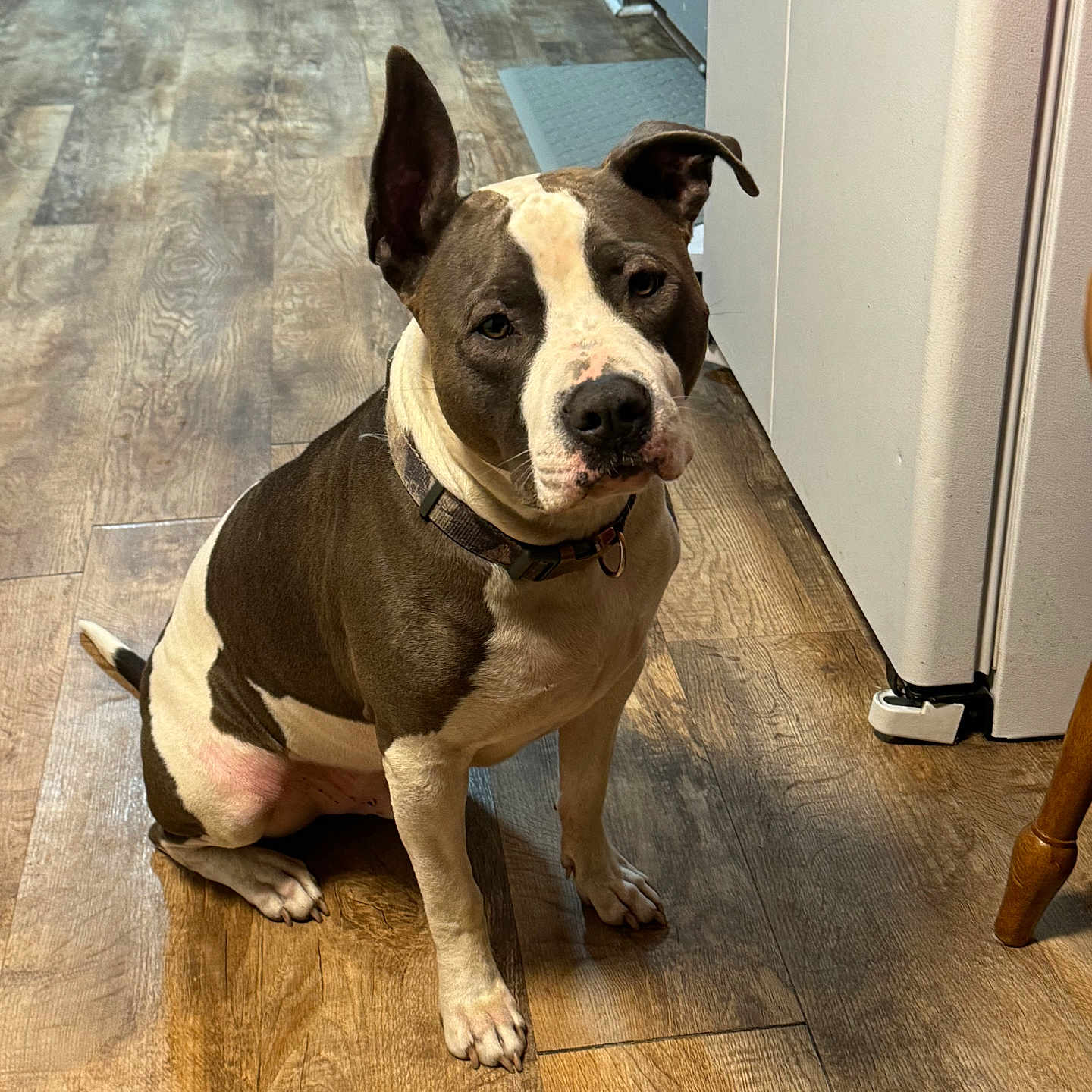 Rocky joined the competition — help win amazing prizes! animal, appliance, brown_and_white, cabinet, collar, companion, curious, cute, dog, domestic, ears_up, flooring, friendly, home, indoor, kitchen, pet, pitbull, sitting, wooden_floor