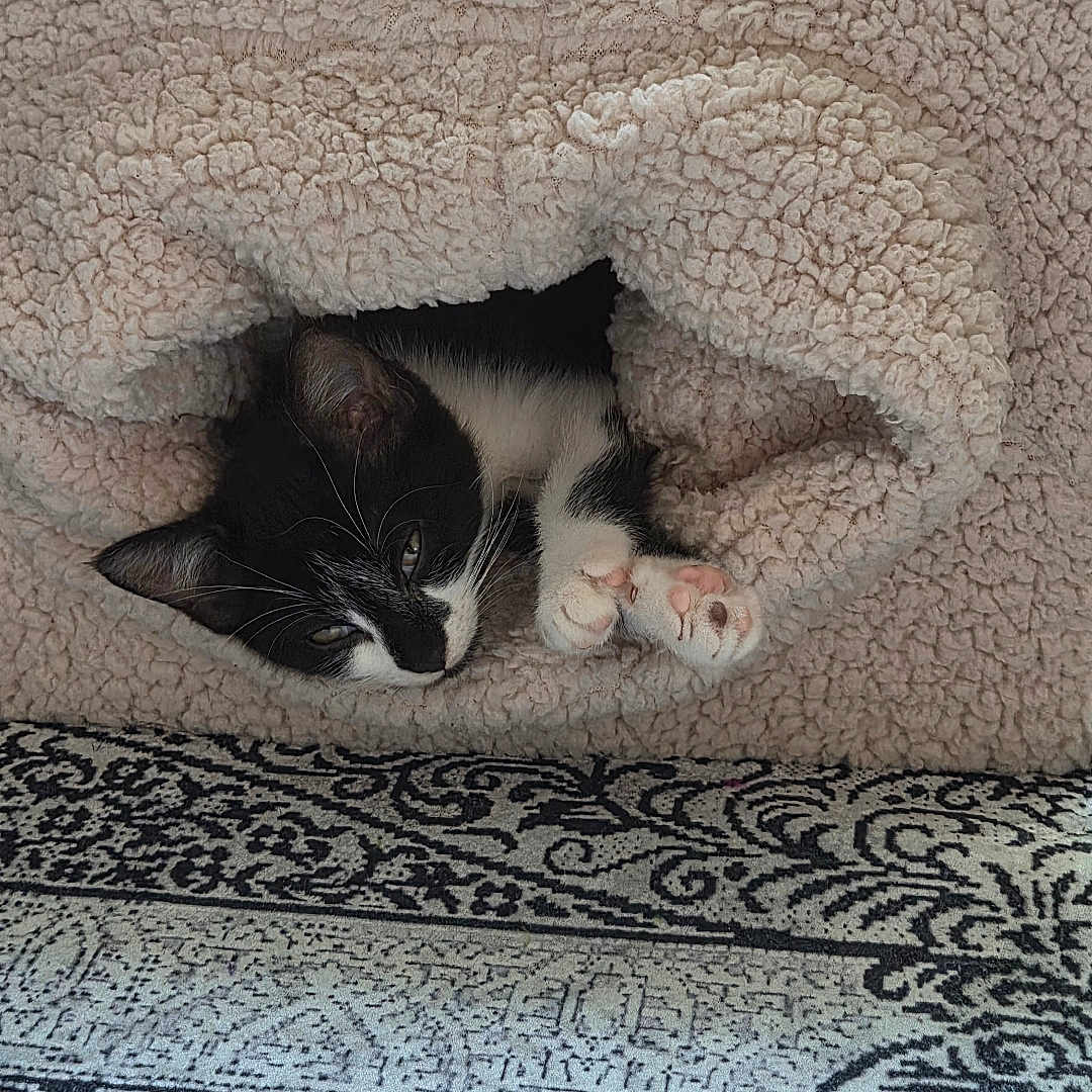Oréo participe au concours pour gagner de l'argent avec cette photo : animal, black_and_white_cat, cat, cat_bed, closeup, comfort, cozy, cute, fluffy, fur, household, indoor, patterned_rug, paws, pet, relaxing, resting, sleepy, small, texture