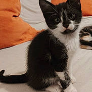 Oréo participe au concours pour gagner de l'argent avec cette photo : animal, black_and_white, cat, couch, cozy, curious, cute, domestic, feline, fur, household, indoor, kitten, orange_cushion, pet, portrait, sitting, soft, whiskers, young