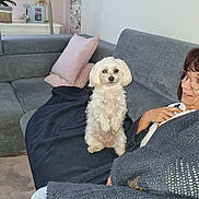 Tia a rejoint le concours — aidez-le/la à gagner de superbes lots ! dog, white_dog, couch, woman, glasses, knitted_sweater, pillow, blanket, living_room, fluffy, indoor, pet, seated, cozy, casual, home_decor, floor, carpet, portrait, relaxed