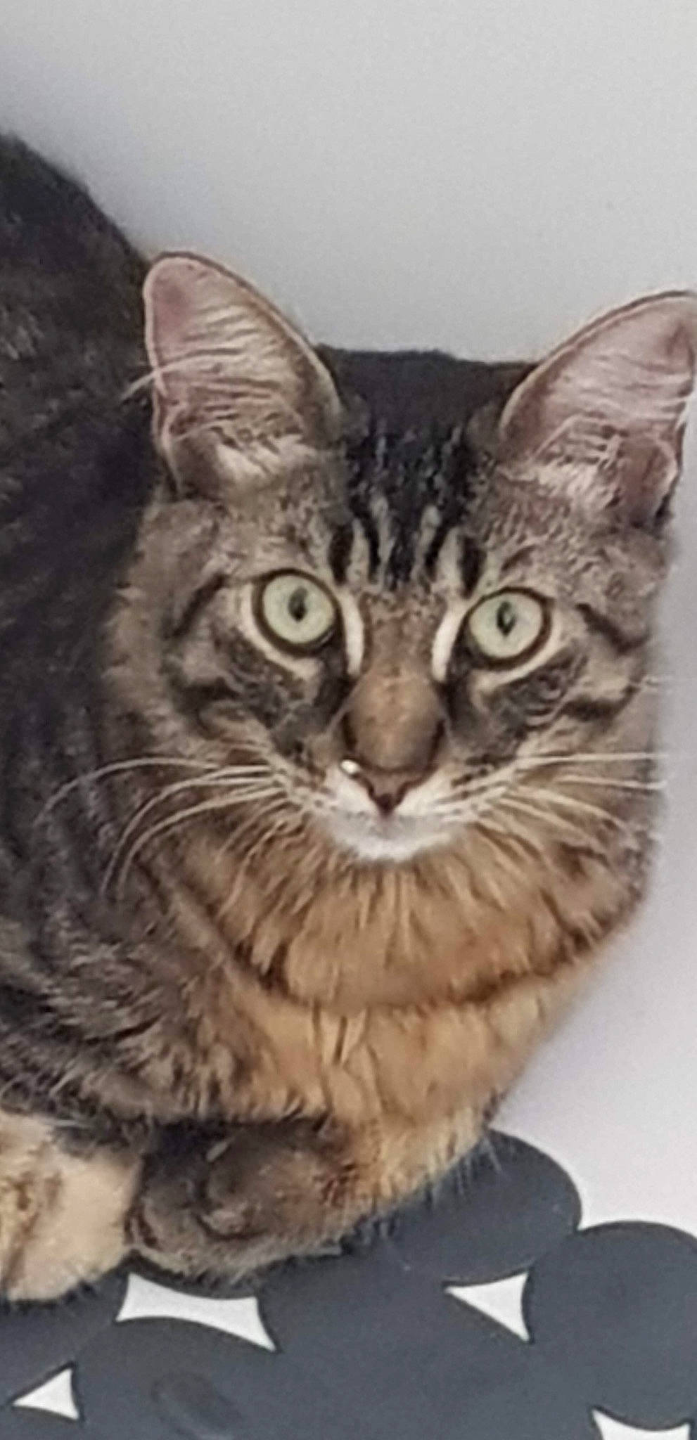 Radiant participe au concours pour gagner de l'argent avec cette photo : american_bobtail, american_shorthair, american_wirehair, asian, california_spangled, carnivore, cat, domestic_short_haired_cat, dragon_li, egyptian_mau, european_shorthair, felidae, kitten, mammal, pixie_bob, small_to_medium_sized_cats, snout, tabby_cat, vertebrate, whiskers