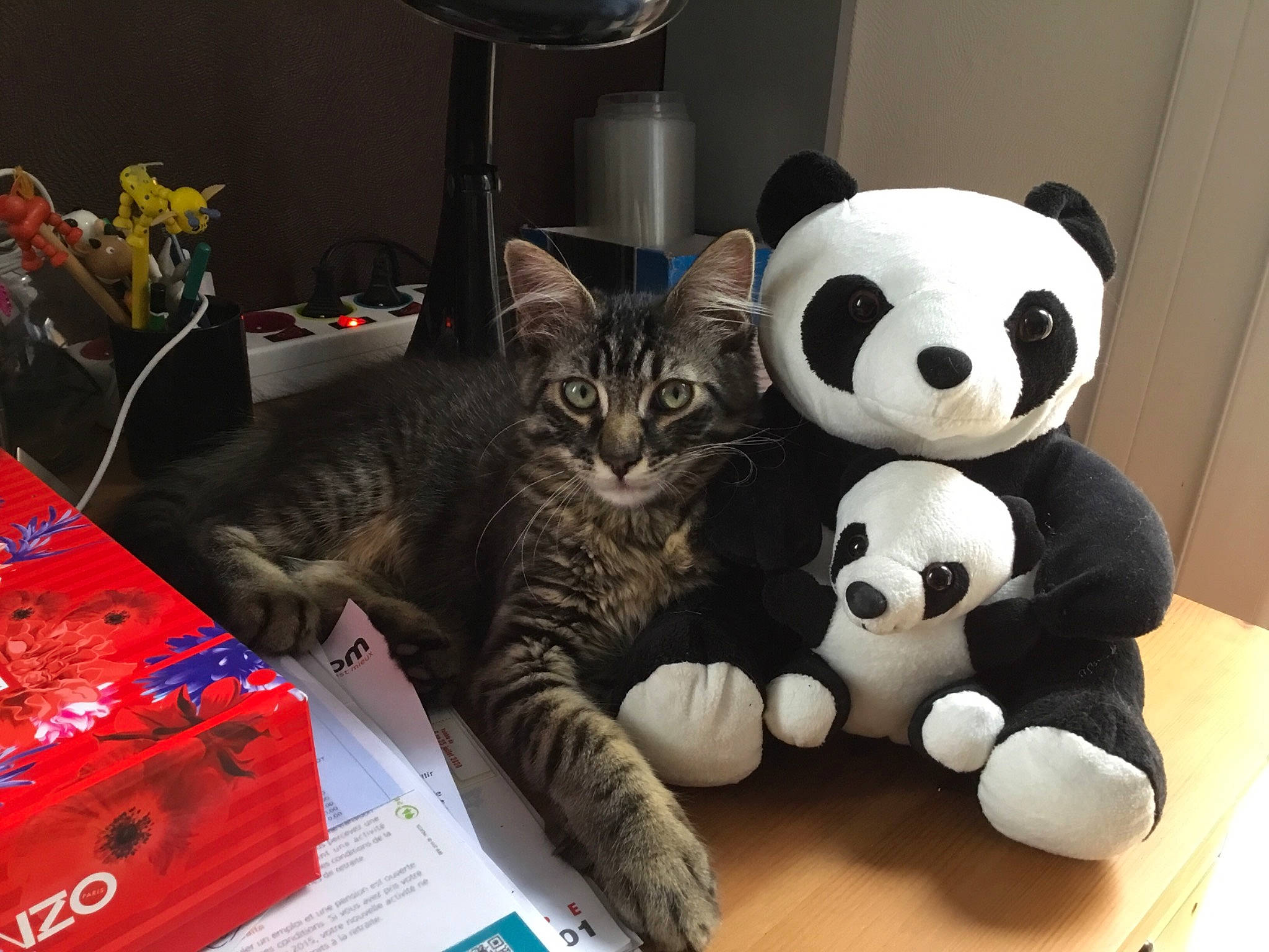 Radiant participe au concours pour gagner de l'argent avec cette photo : american_shorthair, asian, carnivore, cat, domestic_short_haired_cat, ear, european_shorthair, felidae, fur, kitten, play, plush, small_to_medium_sized_cats, stuffed_toy, tabby_cat, textile, toy, whiskers