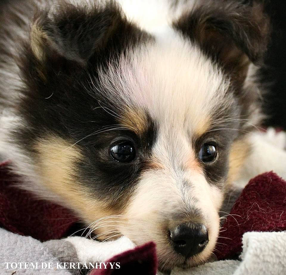 Taïna a rejoint le concours — aidez-le/la à gagner de superbes lots ! bored, canidae, carnivore, close_up, companion_dog, dog, dog_breed, ear, fur, puppy, snout, sporting_group, terrestrial_animal, toy_dog, whiskers, working_animal, working_dog