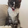 Bandit a rejoint le concours — aidez-le/la à gagner de superbes lots ! cat, kitten, black_and_white, fluffy, long_hair, sitting, meowing, open_mouth, tongue, large_ears, whiskers, portrait, indoor, couch, cushion, cream_background, soft_furnishings, pet, closeup, adorable