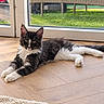 cat, kitten, black_and_white, long_hair, fluffy, lying_down, lounging, pet, animal, whiskers, ears, eyes, paws, indoor, wood_floor, window, sunlight, backyard, patio, rug