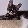 Bandit participe au concours pour gagner de l'argent avec cette photo : cat, tuxedo_cat, fluffy, long_hair, feline, pet, animal, portrait, close_up, sitting, lying_down, white_paw, black_fur, white_fur, ear_tufts, whiskers, yellow_eyes, couch, indoor, shadow