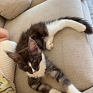 Bandit a rejoint le concours — aidez-le/la à gagner de superbes lots ! cat, kitten, black_and_white, fluffy, pet, animal, couch, sofa, pillow, living_room, indoors, relaxed, lying_down, sitting, portrait, whiskers, ears, paws, remote_control, home_decor