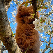 Neiko a rejoint le concours — aidez-le/la à gagner de superbes lots ! dog, puppy, tree, branch, flower, blossom, spring, outdoor, nature, blue_sky, fur, cute, animal, pet, fluffy, young, climbing, leaf, closeup, adorable