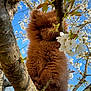 dog, puppy, tree, branch, flower, blossom, spring, outdoor, nature, blue_sky, fur, cute, animal, pet, fluffy, young, climbing, leaf, closeup, adorable