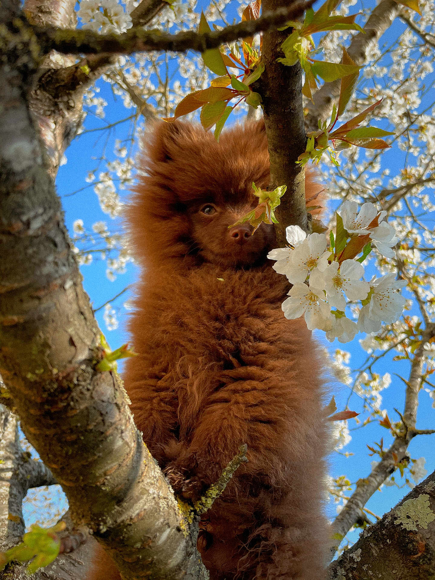 Neiko a rejoint le concours — aidez-le/la à gagner de superbes lots ! dog, puppy, tree, branch, flower, blossom, spring, outdoor, nature, blue_sky, fur, cute, animal, pet, fluffy, young, climbing, leaf, closeup, adorable