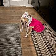 Fresca joined the competition — help win amazing prizes! animal, brown_dog, clothing, cute, dog, domestic_animal, expression, floor, french_bulldog, hat_with_pom_pom, indoor, knitted_hat, looking_back, pet, pink_sweater, portrait, rug, small_dog, striped_rug, wooden_floor