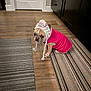 animal, brown_dog, clothing, cute, dog, domestic_animal, expression, floor, french_bulldog, hat_with_pom_pom, indoor, knitted_hat, looking_back, pet, pink_sweater, portrait, rug, small_dog, striped_rug, wooden_floor