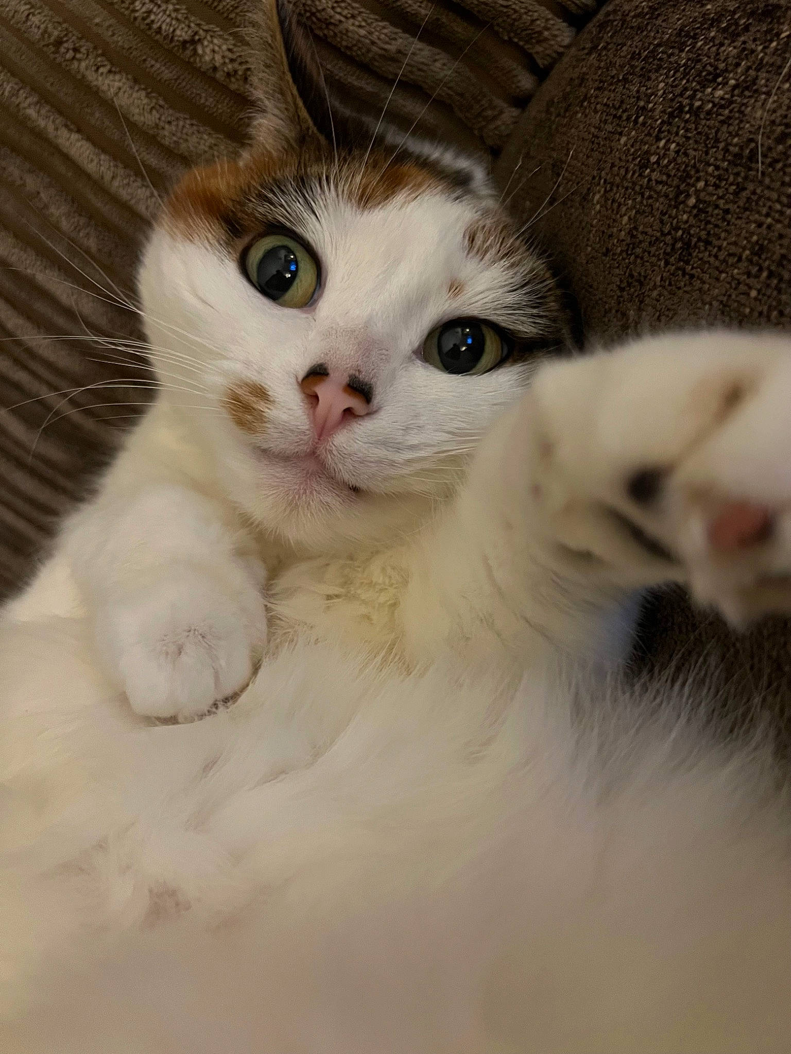 Poppy is registered to the contest to win money with this photo: carnivore, cat, comfort, domestic_short_haired_cat, ear, eye, eyelash, fawn, felidae, fur, head, human_body, iris, no_expression, paw, small_to_medium_sized_cats, snout, tail, terrestrial_animal, whiskers