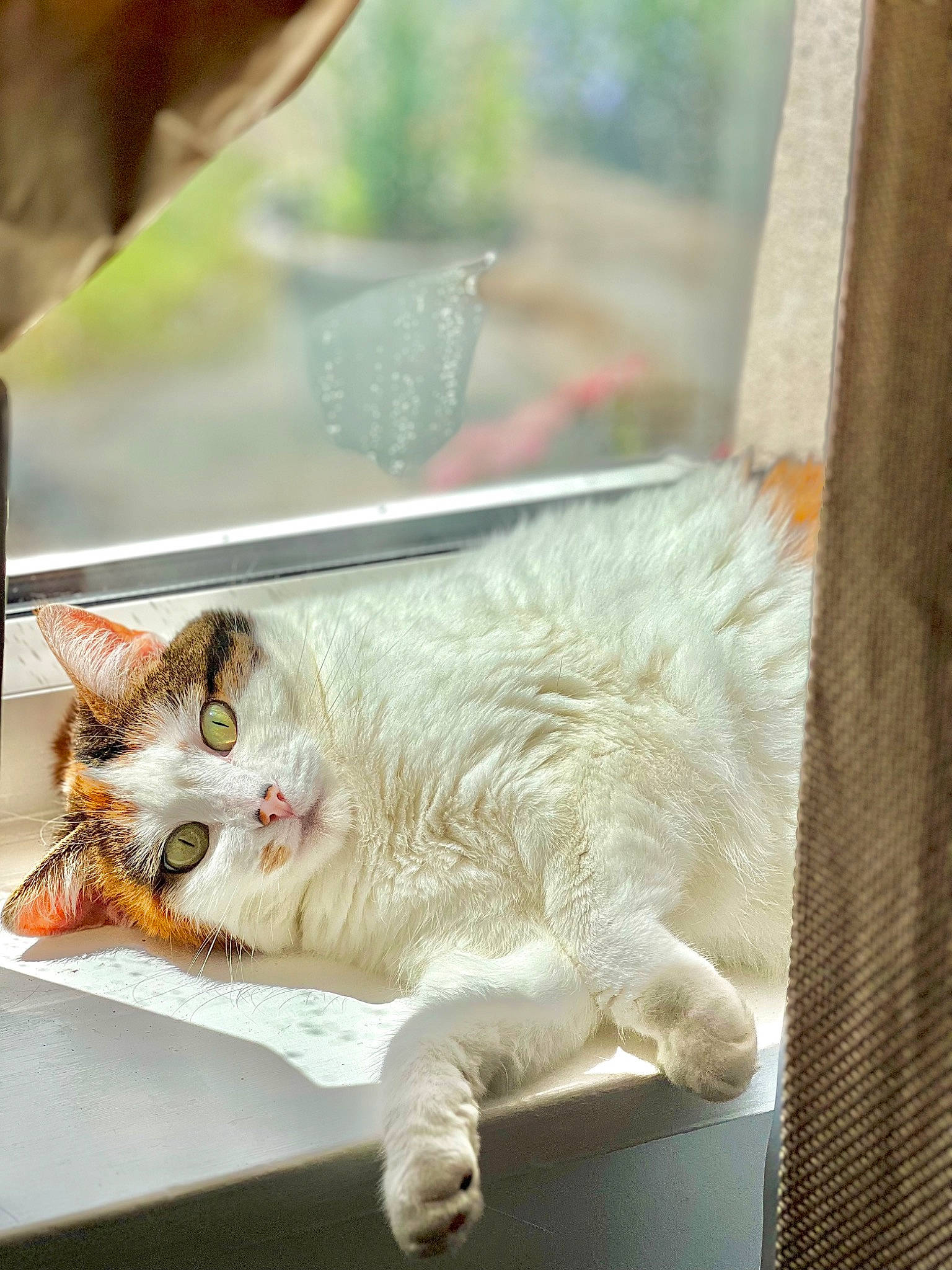 Poppy is registered to the contest to win money with this photo: carnivore, cat, claw, domestic_short_haired_cat, fawn, felidae, fur, paw, small_to_medium_sized_cats, snout, tail, whiskers, window, wood