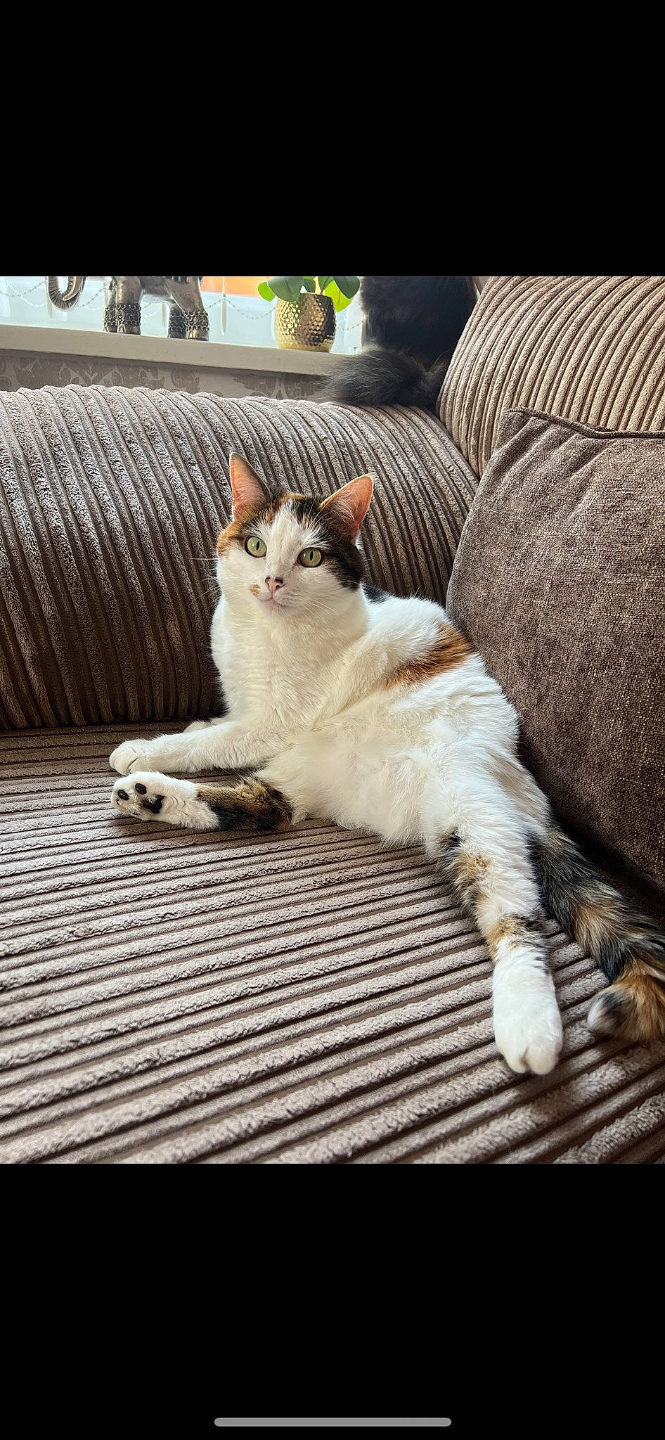 Poppy is registered to the contest to win money with this photo: carnivore, cat, comfort, companion_dog, couch, domestic_short_haired_cat, felidae, flooring, foot, fur, hardwood, living_room, paw, pillow, sitting, small_to_medium_sized_cats, tail, whiskers, window, wood