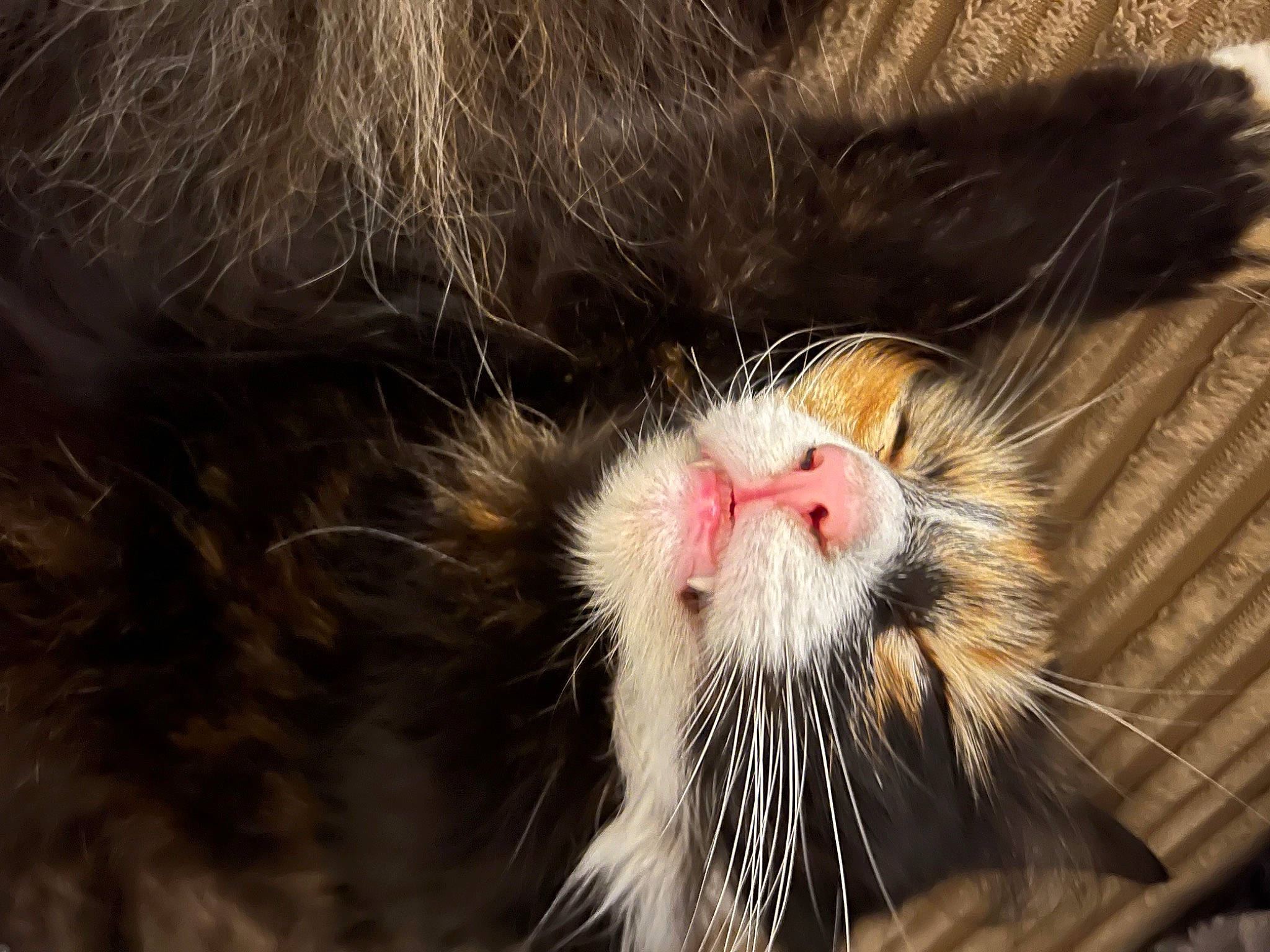 Gizmo joined the competition — help win amazing prizes! beard, carnivore, cat, claw, domestic_short_haired_cat, eye, facial_hair, fang, felidae, fur, human_body, paw, small_to_medium_sized_cats, snout, sporting_group, terrestrial_animal, whiskers, wildlife, window, yawn