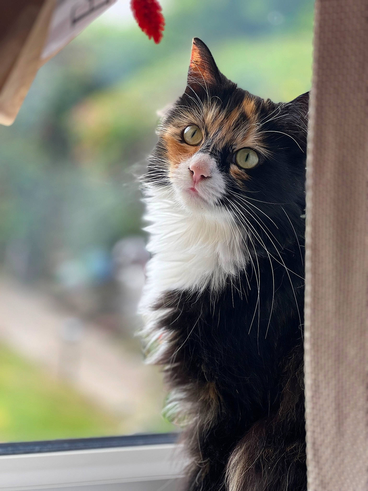 Gizmo is registered to the contest to win money with this photo: carnivore, cat, domestic_short_haired_cat, eye, felidae, fur, grass, plant, small_to_medium_sized_cats, snout, tail, tree, whiskers, window