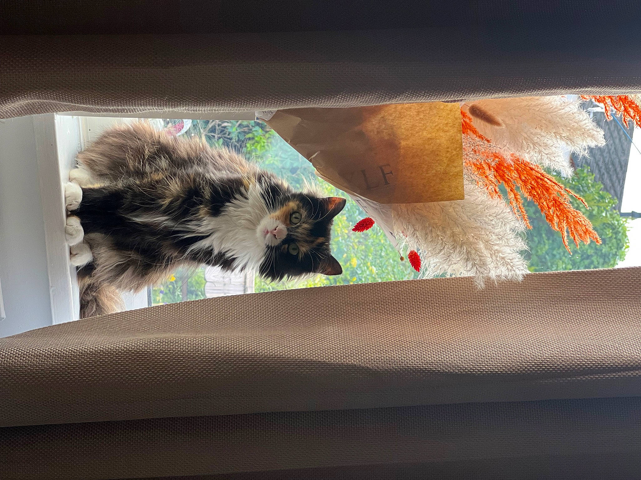 Gizmo is registered to the contest to win money with this photo: art, carnivore, cat, comfort, domestic_short_haired_cat, felidae, fur, glass, linens, rectangle, room, small_to_medium_sized_cats, tail, terrestrial_animal, tints_and_shades, vertebrate, whiskers, window, windshield, wood