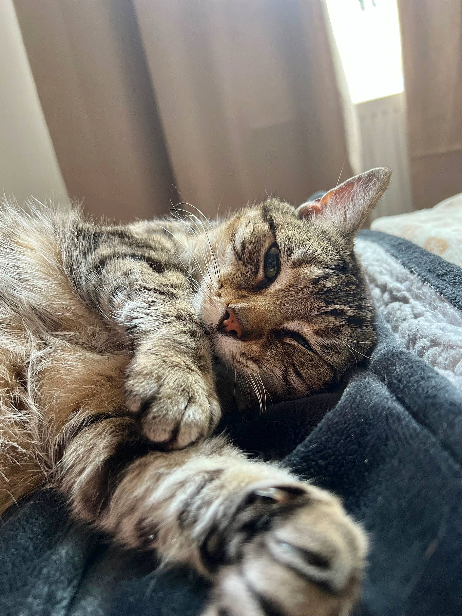 Oscar is registered to the contest to win money with this photo: carnivore, cat, claw, comfort, domestic_short_haired_cat, felidae, fur, grey, nap, paw, sleep, small_to_medium_sized_cats, snout, tail, terrestrial_animal, whiskers, wildlife