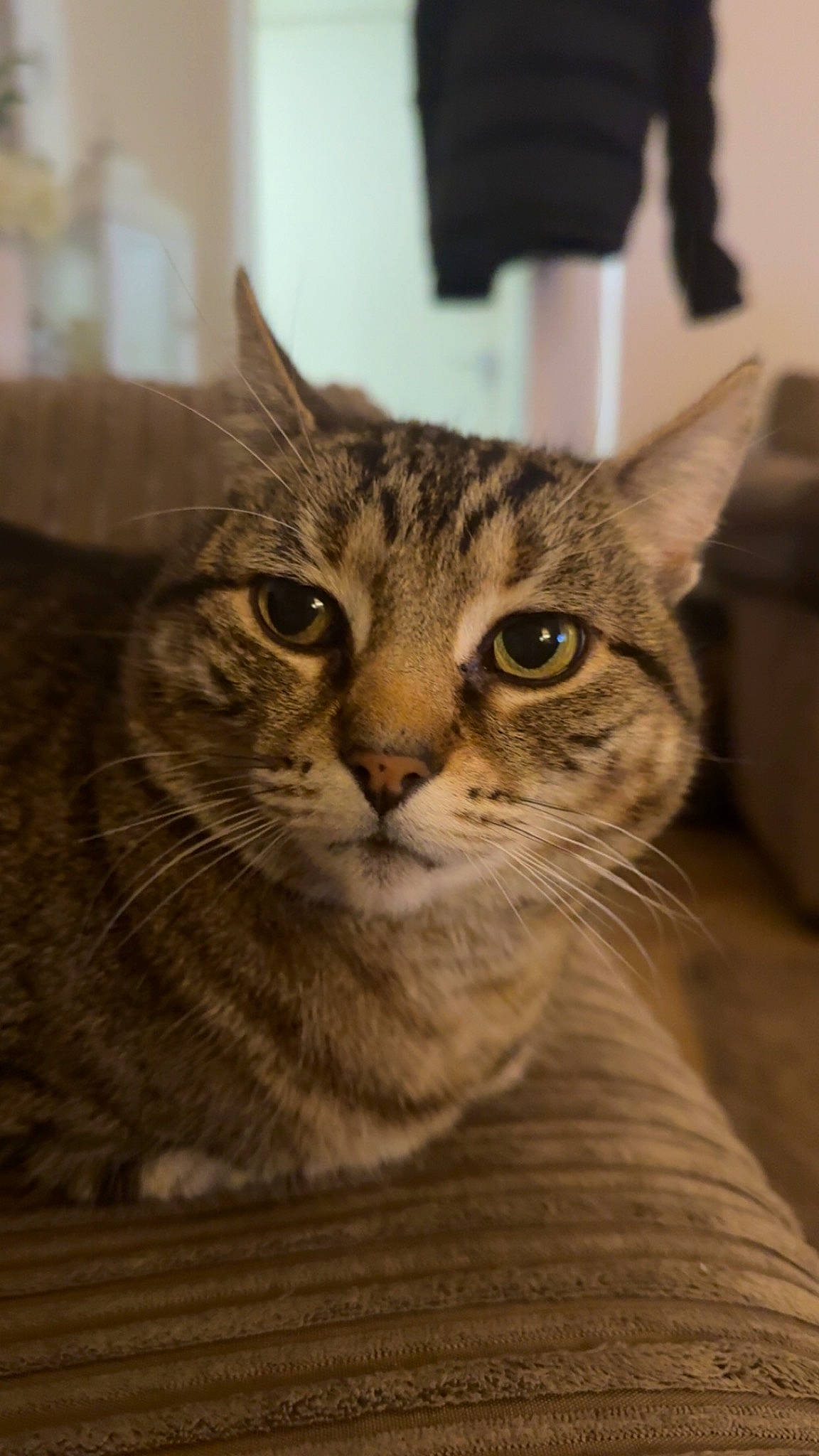 Oscar joined the competition — help win amazing prizes! carnivore, cat, domestic_short_haired_cat, door, felidae, fur, small_to_medium_sized_cats, terrestrial_animal, whiskers, wildlife, window, wood