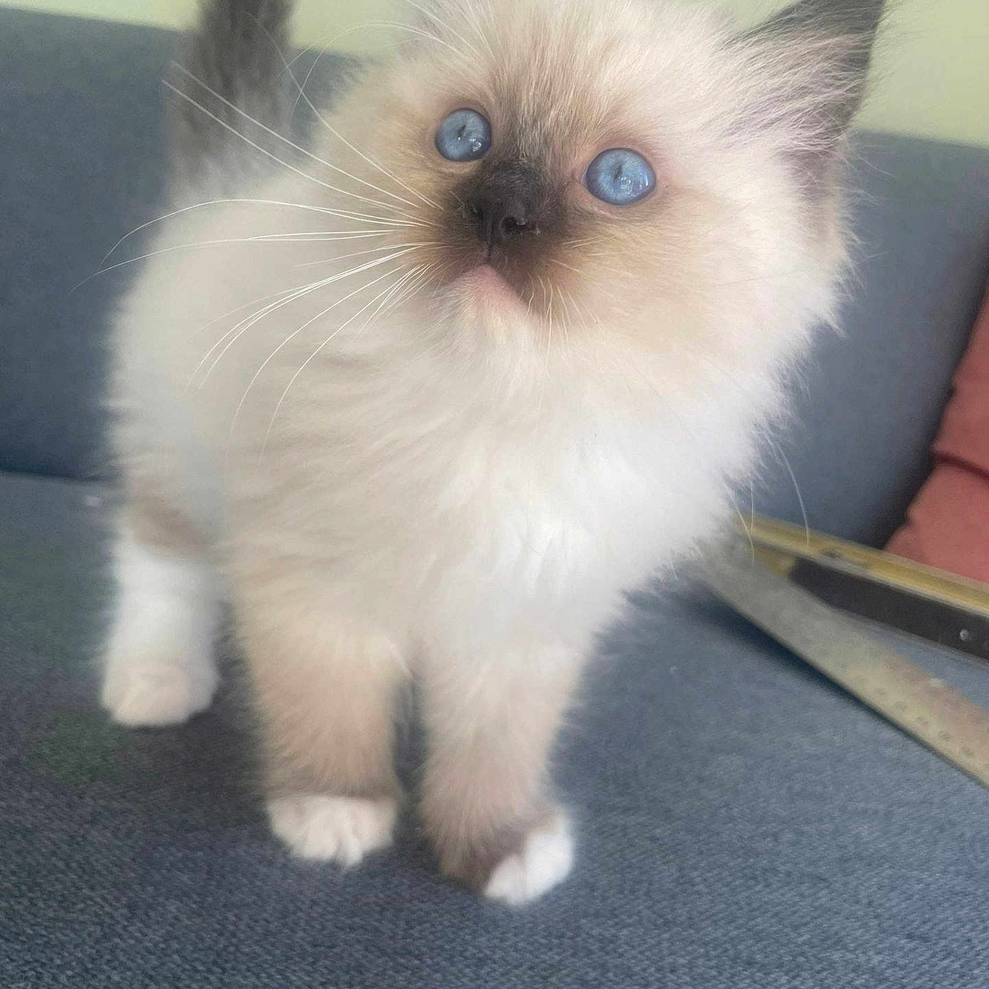 Wendy a rejoint le concours — aidez-le/la à gagner de superbes lots ! angora, animal, cat, doll, kitten, manx, pet, siamese, toy