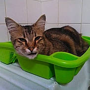 Gucci participe au concours pour gagner de l'argent avec cette photo : cat, tabby_cat, green_container, plastic_basin, indoor, pet, animal, feline, resting, face, ears, whiskers, tile_wall, domestic, cute, small_space, relaxed, fur, eyes, close_up