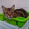 cat, tabby_cat, green_container, plastic_basin, indoor, pet, animal, feline, resting, face, ears, whiskers, tile_wall, domestic, cute, small_space, relaxed, fur, eyes, close_up