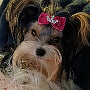 Millie is registered to the contest to win money with this photo: dog, bow, pet, fluffy, cute, indoor, blanket, fur, animal, small_dog, decor, furniture, home, relaxed, close_up, portrait, adorable, cozy, pink, crown