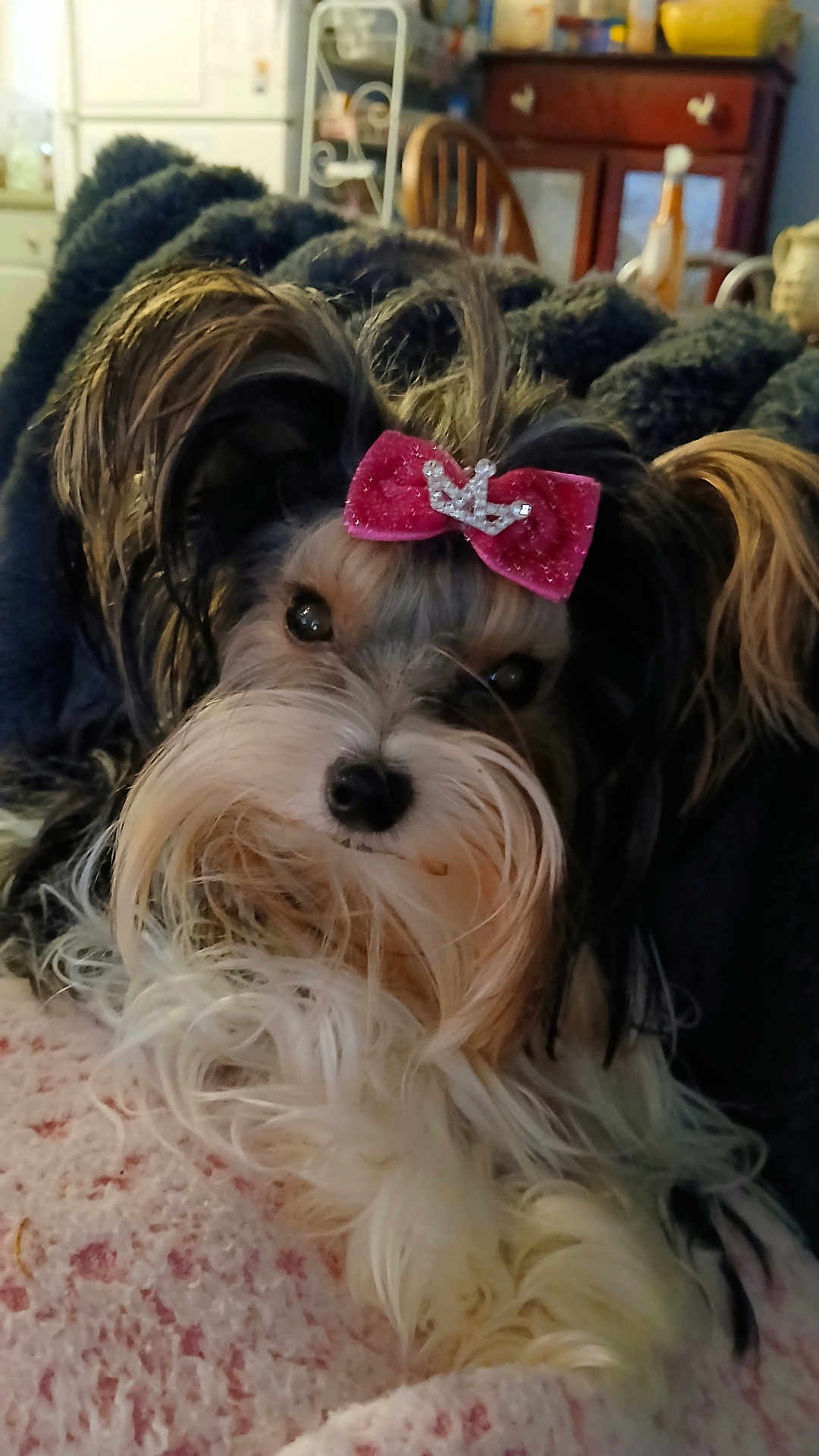 Millie is registered to the contest to win money with this photo: dog, bow, pet, fluffy, cute, indoor, blanket, fur, animal, small_dog, decor, furniture, home, relaxed, close_up, portrait, adorable, cozy, pink, crown