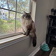 Ghost joined the competition — help win amazing prizes! cat, longhaired_cat, window_sill, window, indoor, pet, blue_eyes, fluffy, tail, cat_tree, toy, rug, blinds, sunlight, outdoor_garden, house_outside, sitting, portrait, whiskers, fur