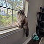 cat, longhaired_cat, window_sill, window, indoor, pet, blue_eyes, fluffy, tail, cat_tree, toy, rug, blinds, sunlight, outdoor_garden, house_outside, sitting, portrait, whiskers, fur