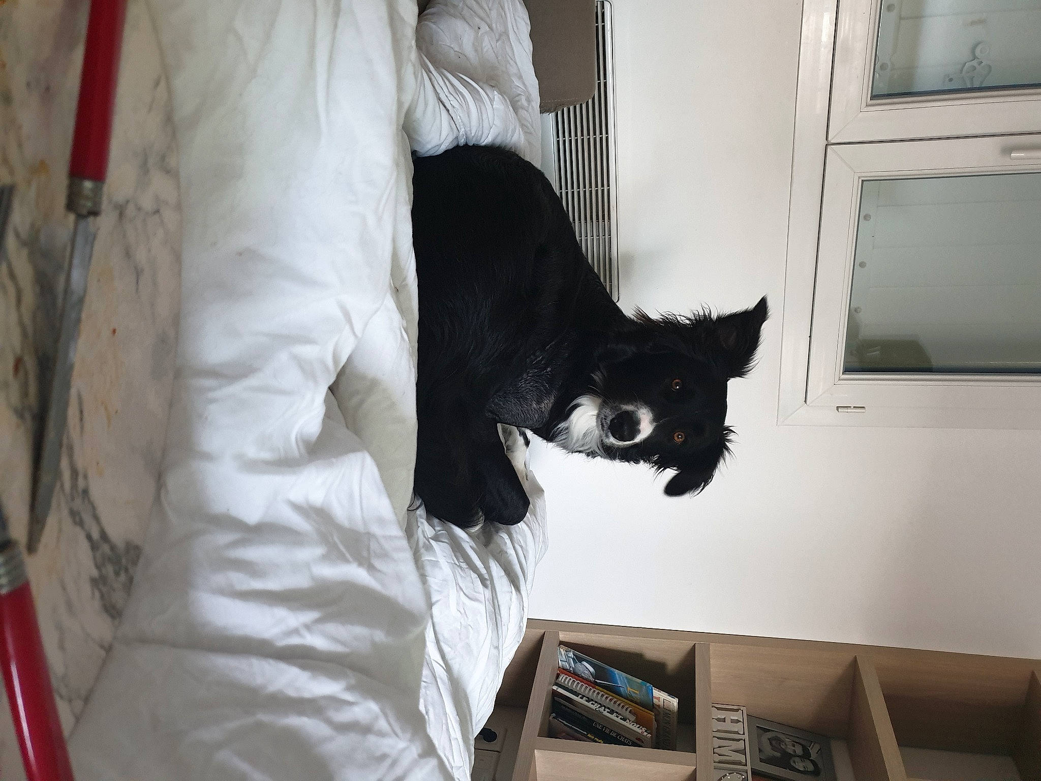 Nella participe au concours pour gagner de l'argent avec cette photo : beard, black_cat, cat, comfort, domestic_short_haired_cat, felidae, fur, gesture, grey, mammal, room, sleeve, small_to_medium_sized_cats, tail, whiskers, window