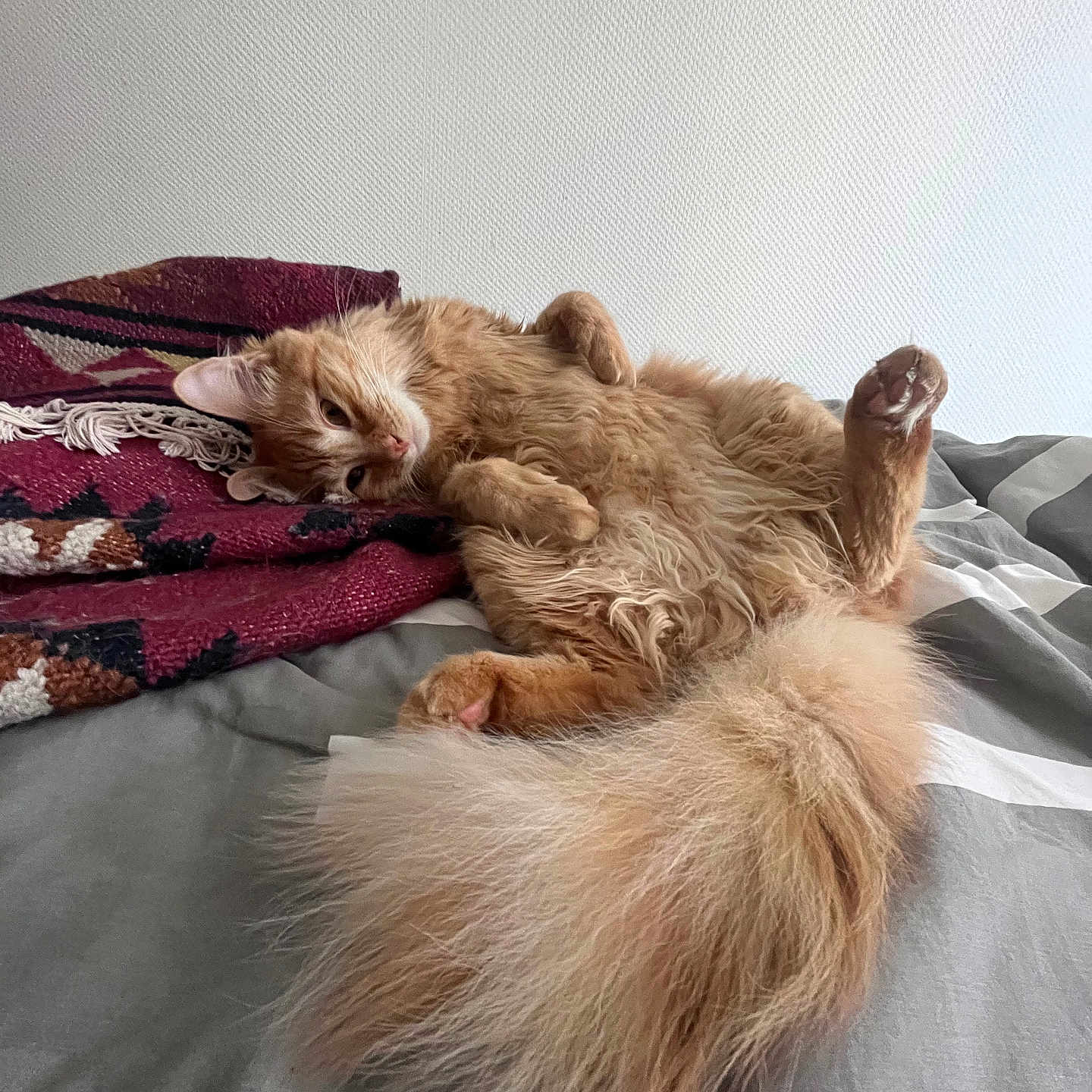 Renton a rejoint le concours — aidez-le/la à gagner de superbes lots ! angora, animal, bed, bedroom, blanket, canine, cat, couch, dog, furniture, homedecor, indoors, interiordesign, kitten, person, pet, puppy, quilt, room, sleeping