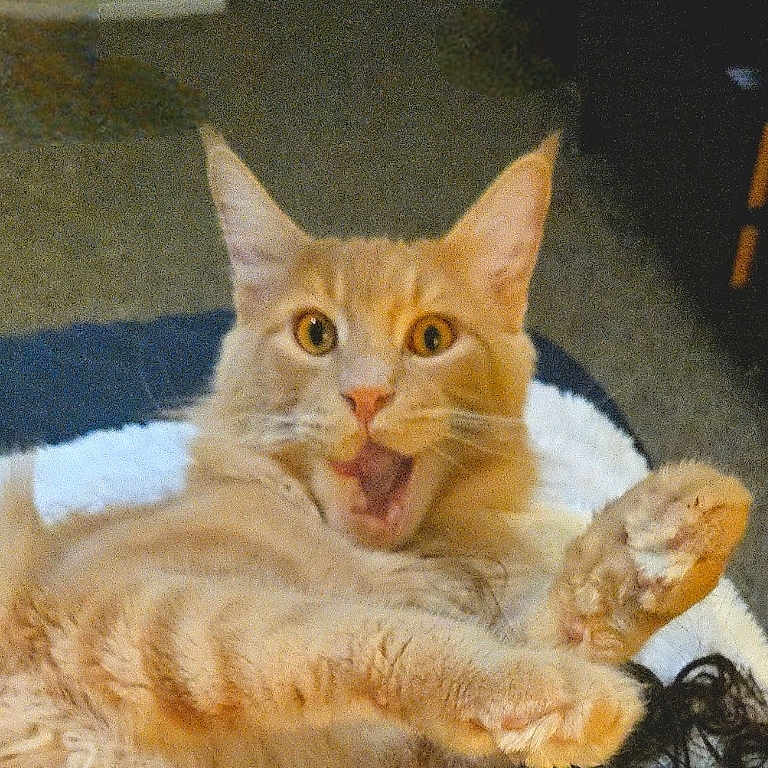 Leonidas is registered to the contest to win money with this photo: animal, blanket, cat, cozy, cute, domestic_cat, expression, feline, fur, home, indoor, lying_down, orange_cat, paw, pet, soft, surprised, tabby, whiskers, wide_eyes