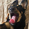 animal, black_and_tan, blanket, canine, close_up, cute, dog, domestic_animal, ears_up, fur, happy, indoors, lying_down, mouth_open, pet, playful, portrait, relaxed, resting, tongue_out